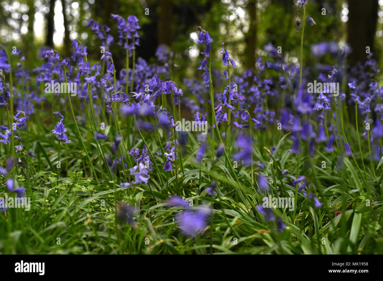 Am 0001. Mai 07 WURDE ein Blick auf ein Bluebells-Feld verhängt, wie der Woodland Trust sagte, dass während 2018 ein früher Beginn des Frühlings war, das 'Tier aus dem Osten' das Blühen von Bluebells in britischen Wäldern verzögerte. Stockfoto