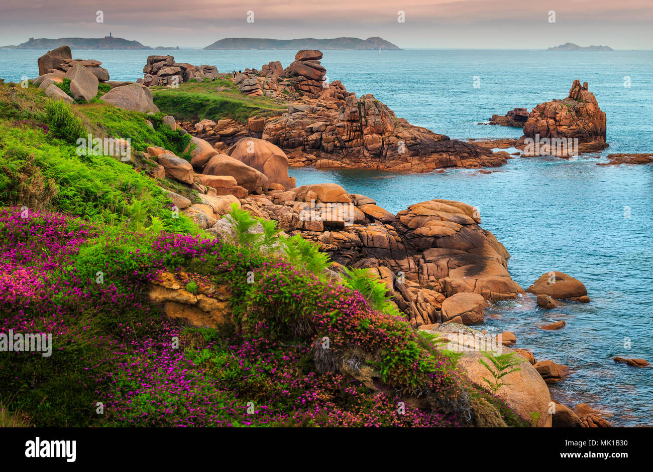 Atemberaubende bunte Blumen und die spektakuläre Küste mit Felsen in Trégastel, Bretagne, Frankreich, Europa Stockfoto