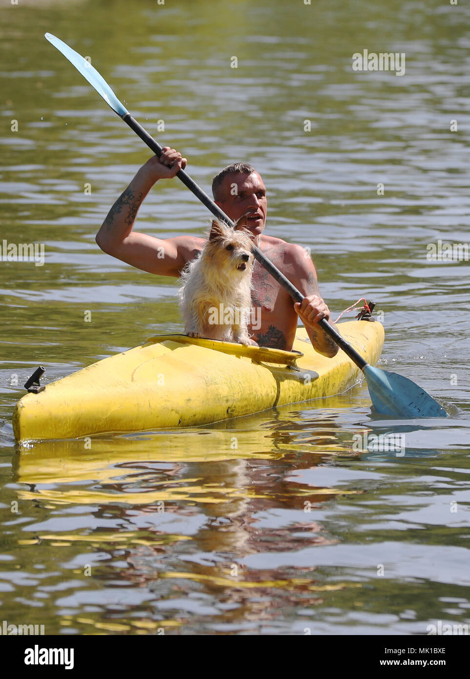Veron Pimm, begleitet von seinem Hund Passagier Bibi, Kajaks entlang der Themse in der Nähe Boulter Lock's Riverside in Maidenhead, Berkshire. Sonnenanbeter werden im Frühjahr Hitzewelle sizzle, mit Feiertag Montag Prognose der wärmste seit Beginn der Aufzeichnungen. Stockfoto