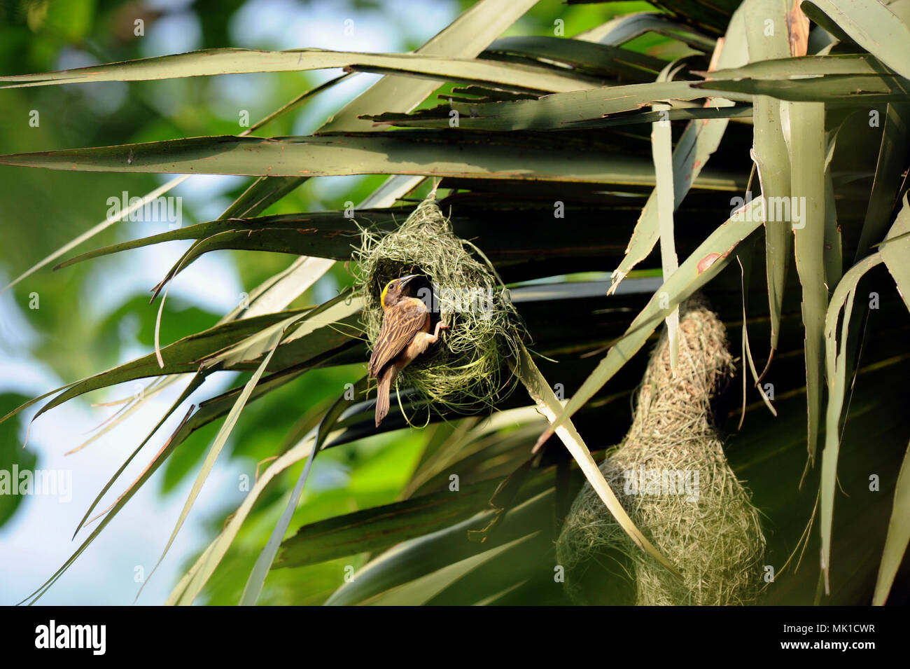 Dhaka, Bangladesch - Juli 20, 2006: Ein wunderschönes kleines weaverbird ist etwa von seinem Nest zu fliegen, während Vogel fühlen sich wohl unter Schutz innerhalb der Ne Stockfoto