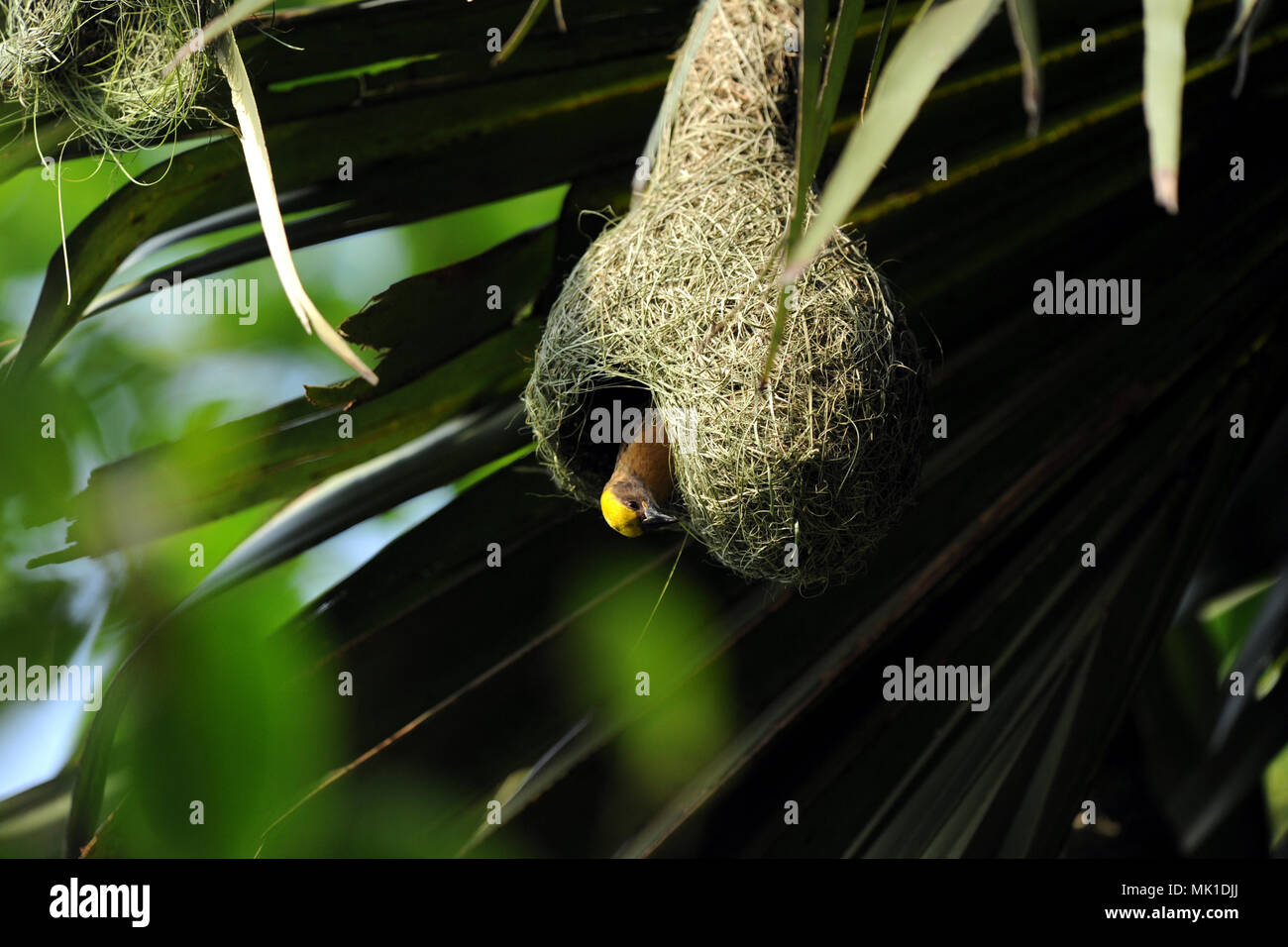 Dhaka, Bangladesch - Juli 20, 2006: Ein wunderschönes kleines weaverbird ist etwa von seinem Nest zu fliegen, während Vogel fühlen sich wohl unter Schutz innerhalb der Ne Stockfoto