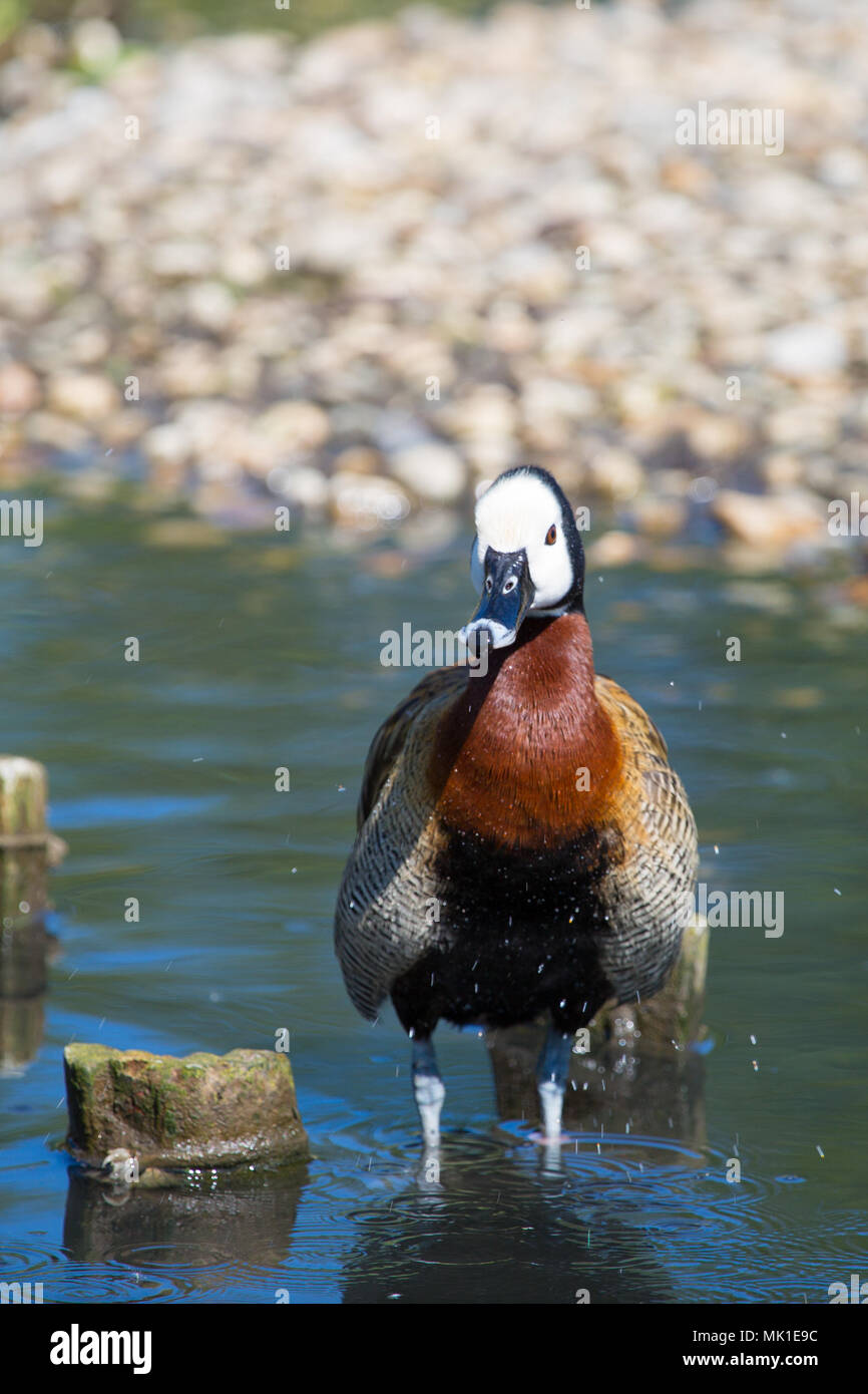 Weiß konfrontiert Whstling Ente Baden am Rande des Teiches, London Wetland Centre, VEREINIGTES KÖNIGREICH Stockfoto