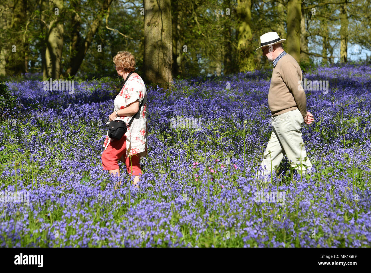 Die Menschen genießen das warme Wetter, wie sie unter den glockenblumen auf der Blickling Immobilien in Norfolk entfernt. Sonnenanbeter werden im Frühjahr Hitzewelle sizzle, mit Feiertag Montag Prognose der wärmste seit Beginn der Aufzeichnungen. Stockfoto