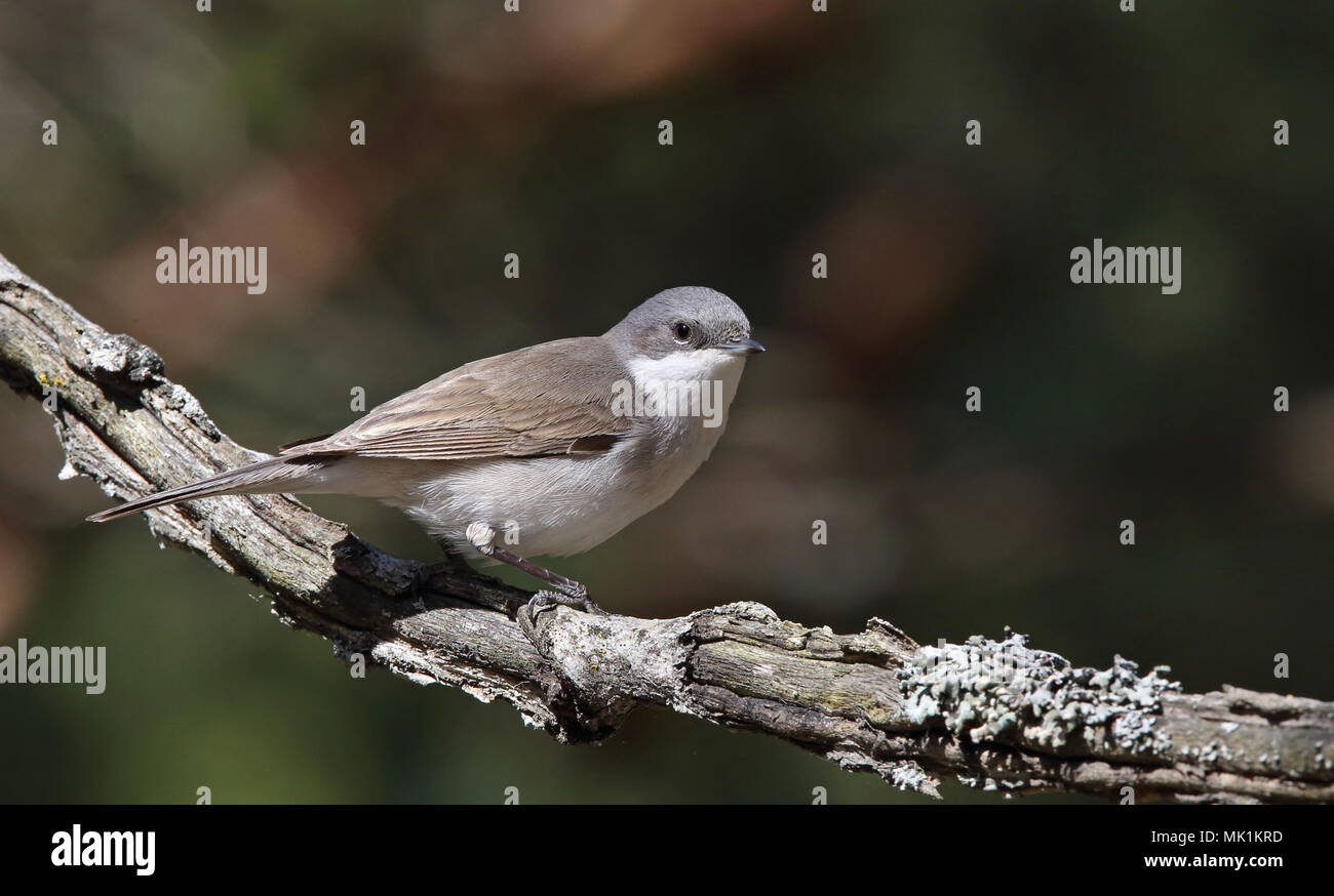 Lesser Whitethroat, Curruca curruca, Sylvia curruca Stockfoto