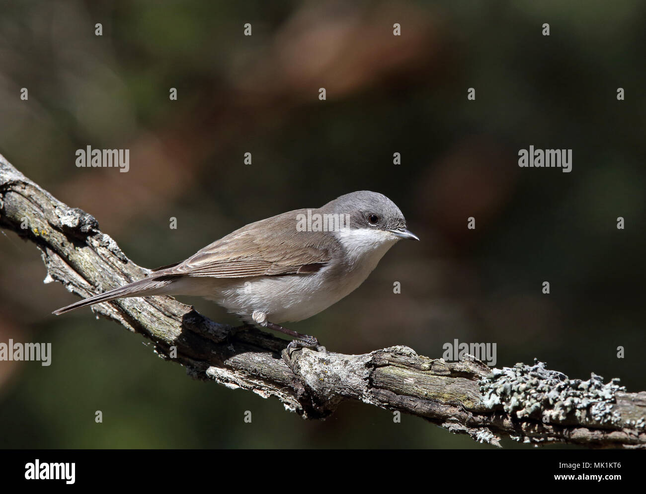 Lesser Whitethroat, Curruca curruca, Sylvia curruca Stockfoto