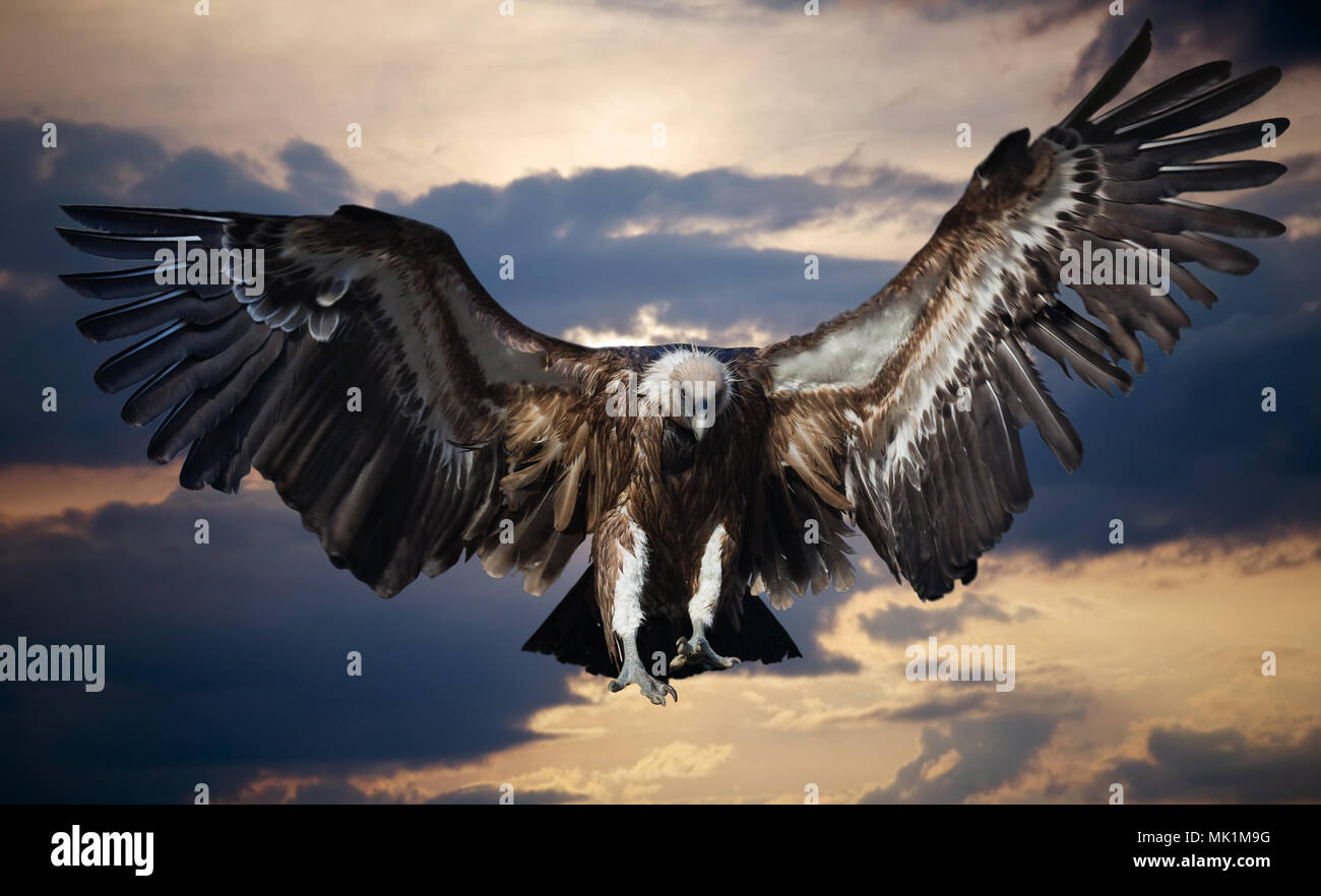 Fliegender Adler Gegen Himmel Hintergrund Stockfotografie Alamy