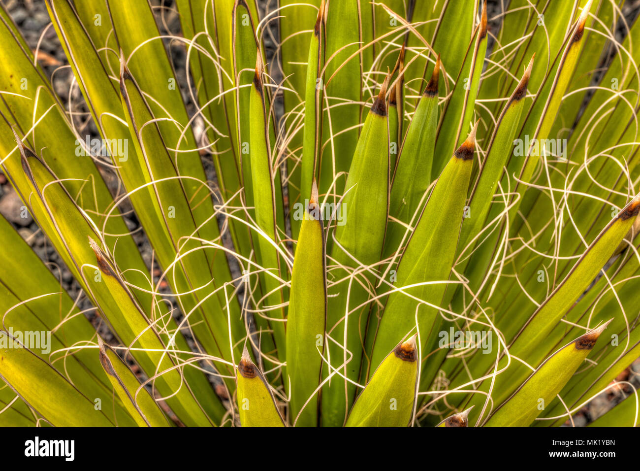 Wüste Kaktus Stockfoto