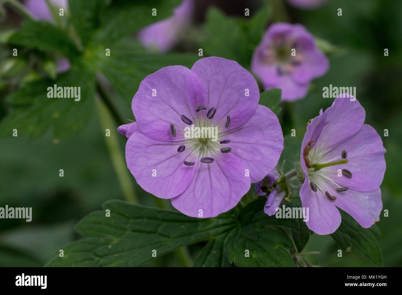 Wild Geranium in natürlicher Umgebung. Stockfoto