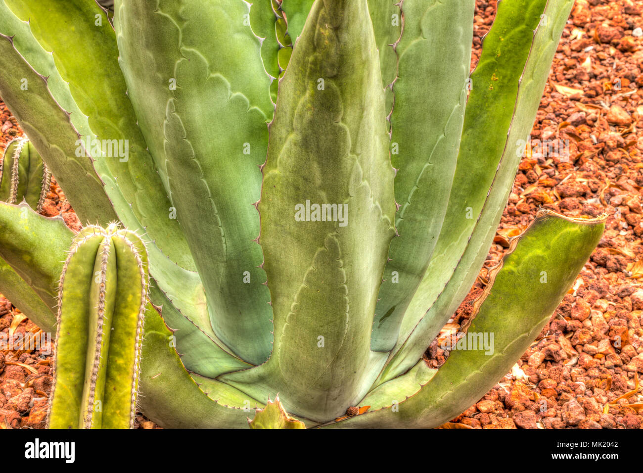 Wüste Kaktus Stockfoto