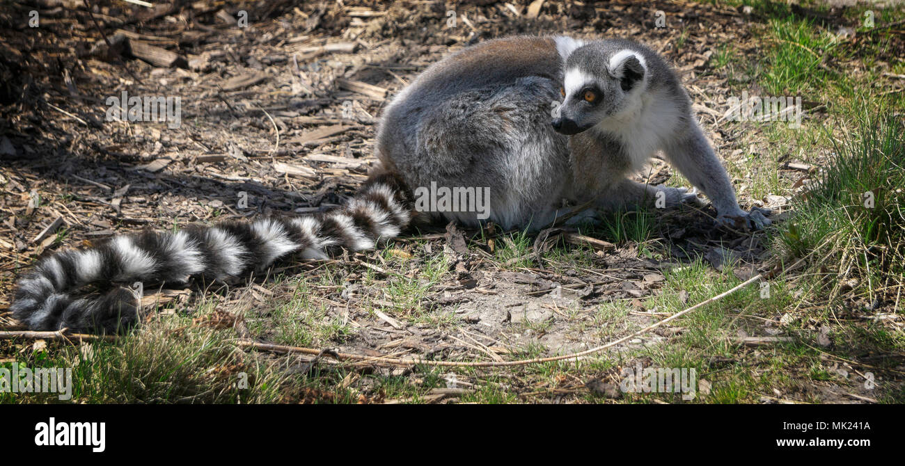 Ring-tailed lemur Zoo Calgary Alberta Kanada Stockfoto
