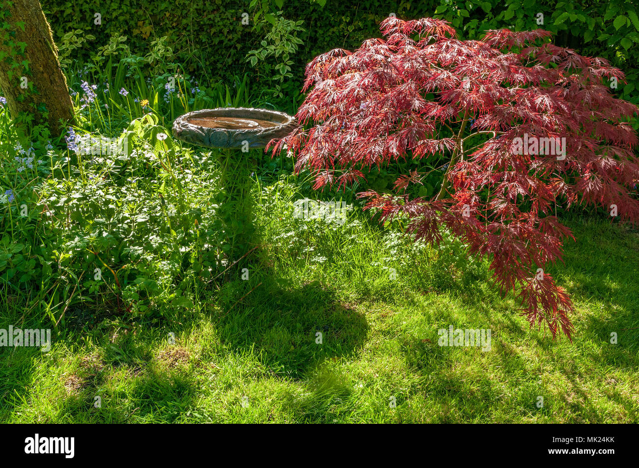 Rot acer Bush Stockfoto