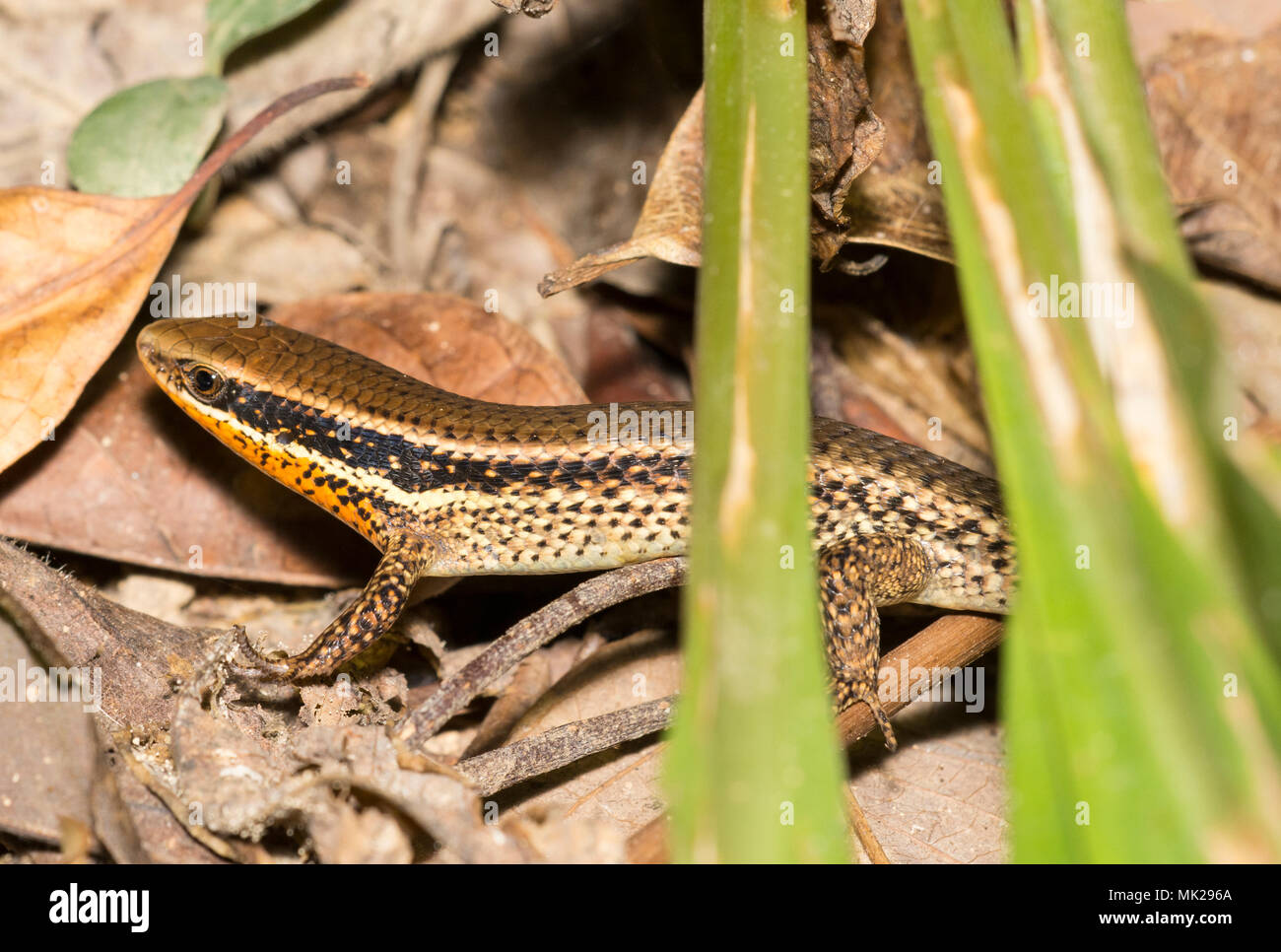 Wald gesprenkelte Skink (Eutropis macularia) im Regenwald auf der Insel Phuket Thailand Stockfoto