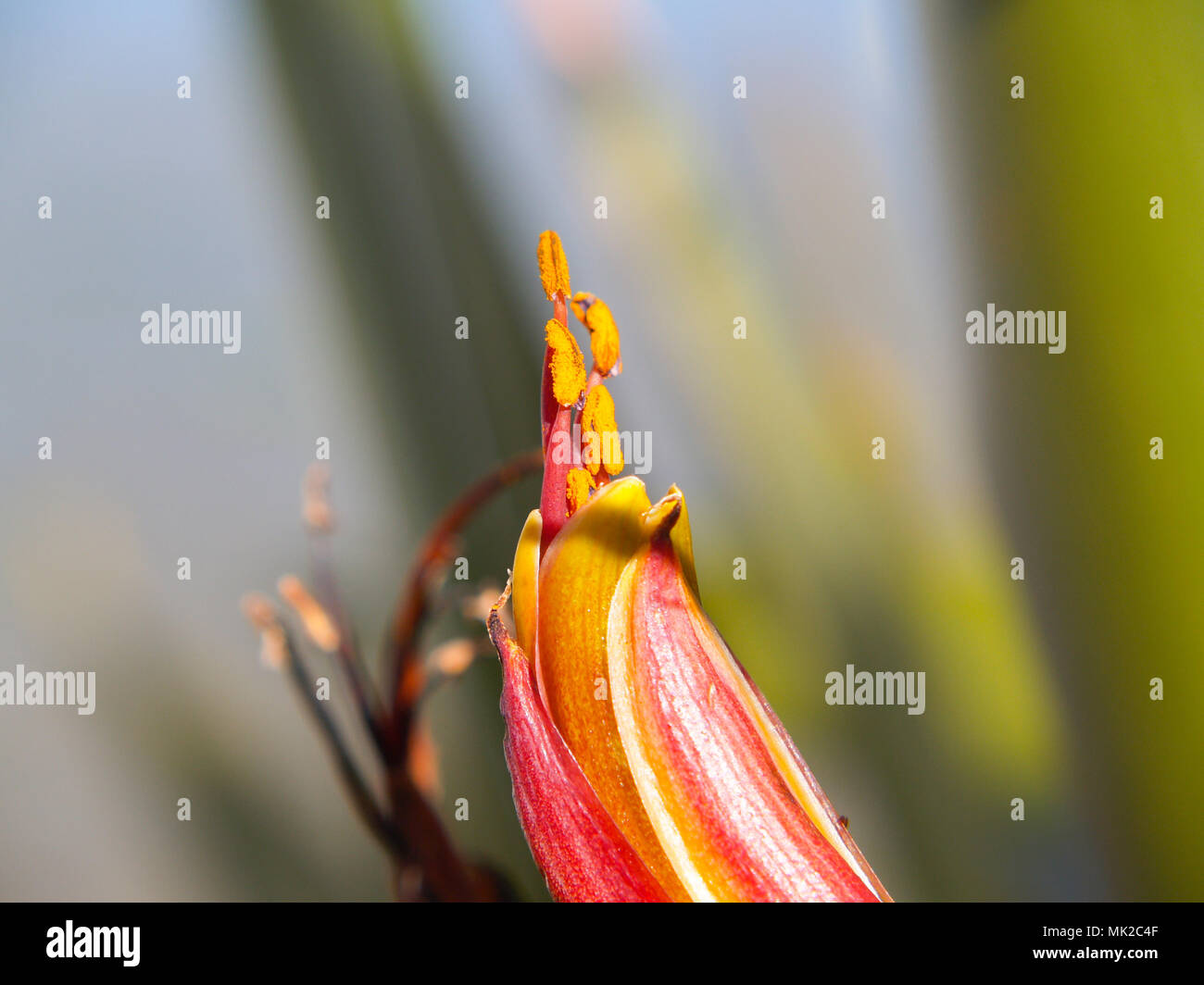 Neuseeland Flachs Blume Nahaufnahme Detail Stockfoto