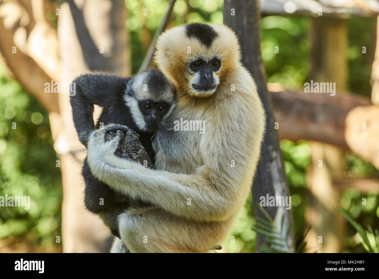 Gelb ist Gibbon (Nomascus gabriellae) mit Baby in Adelaide Zoo, SA. Australien Stockfoto
