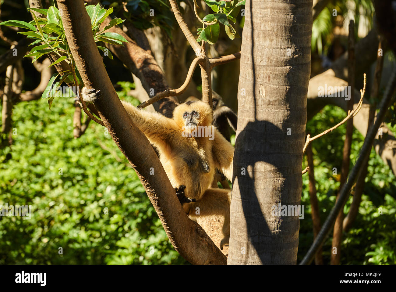 Gelb ist Gibbon (Nomascus gabriellae) in Adelaide Zoo, SA. Australien Stockfoto