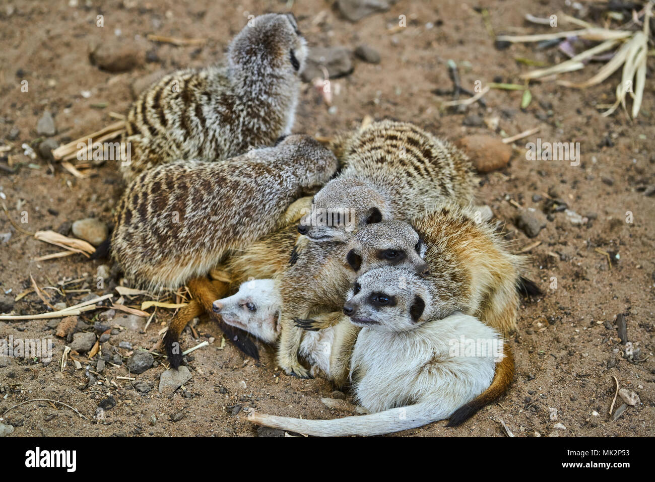 Erdmännchen (Suricata suricatta) in Adelaide Zoo, South Australia Stockfoto