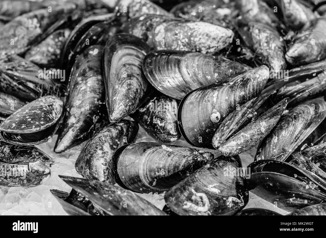 Frische Muscheln in einem Fisch und Meeresfrüchte stehen auf dem Markt Stockfoto