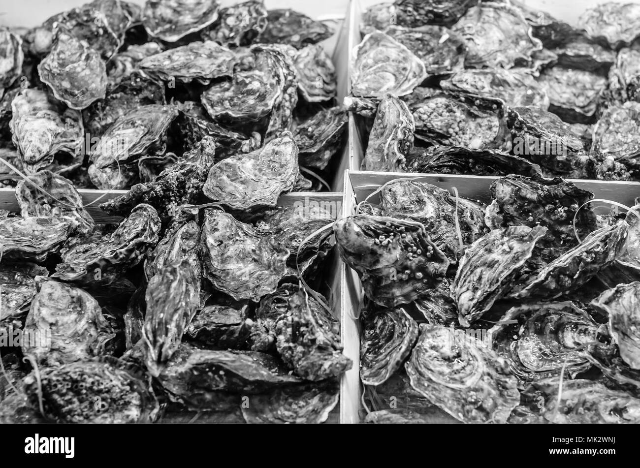 Austern auf einen Fisch und Meeresfrüchte stehen in der Fischmarkt Stockfoto