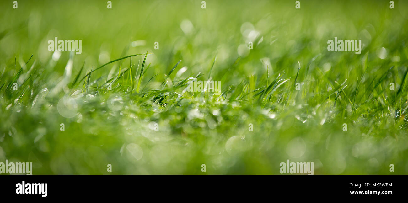 In der Nähe von frischem grünem Gras mit Wassertropfen Stockfoto