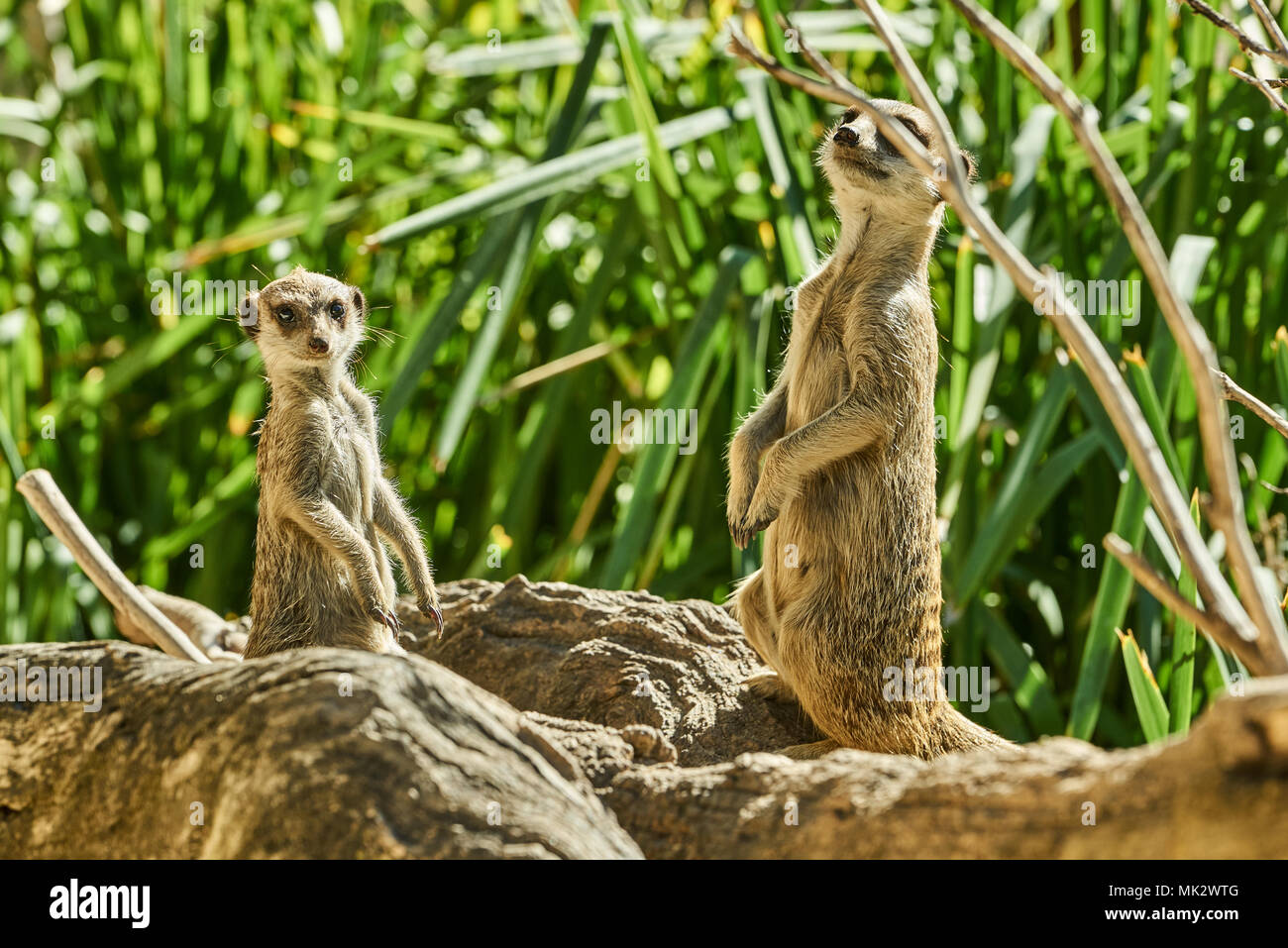 Erdmännchen (Suricata suricatta) in Adelaide Zoo, South Australia Stockfoto