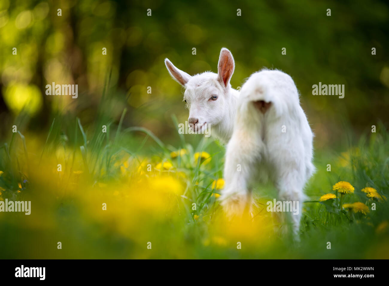 Weiß baby Ziege stehend auf grünem Gras mit gelben Blumen Stockfoto