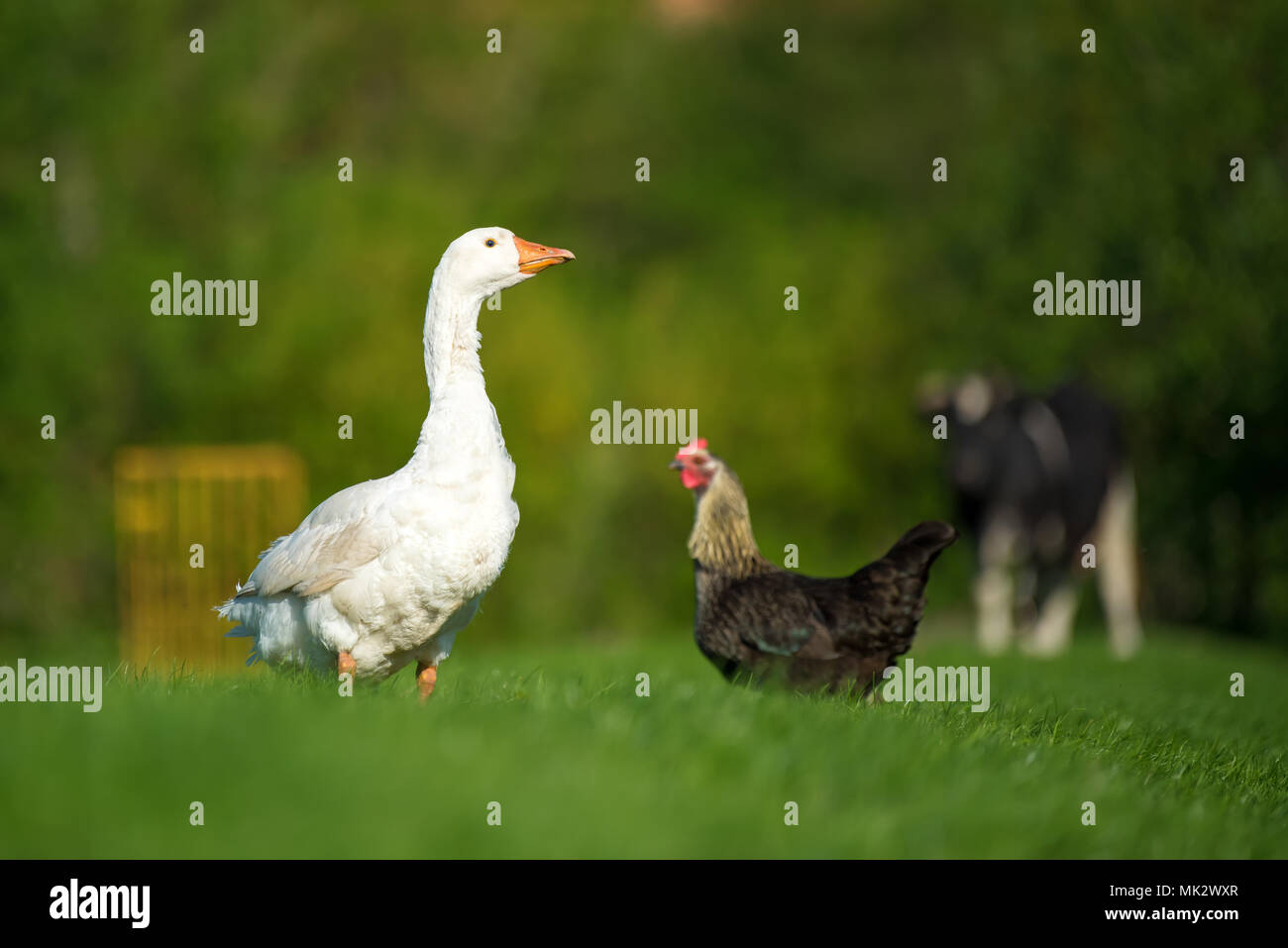 Weiße Gans, Huhn und Rind auf Frühling grünes Gras Stockfoto
