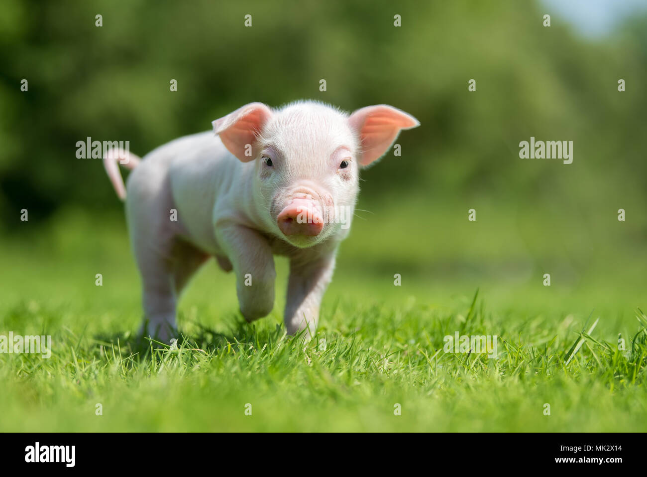 Neugeborene Ferkel auf Frühling grünes Gras auf dem Bauernhof Stockfoto