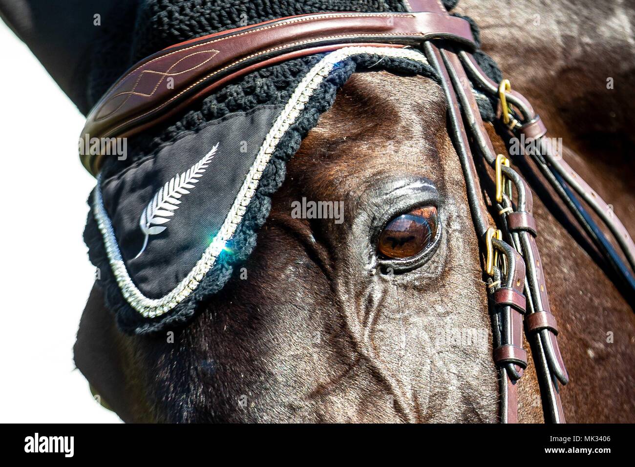 Gloucestershire, Vereinigtes Königreich. 6. Mai 2018. Springen. Tag 4. Klassische Moet. Sieger. NZL. Mitsubishi Badminton Horse Trials. Badminton. UK. 06.05.2018. Credit: Sport in Bildern/Alamy leben Nachrichten Stockfoto