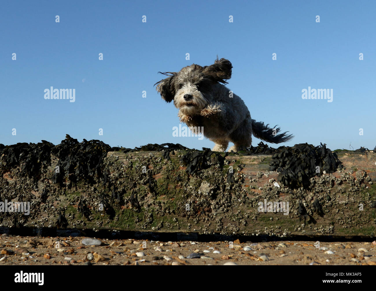 Hunstanton, Norfolk, Großbritannien. 6. Mai 2018. Cookie die cockapoo Hund liebt das heiße Wetter als Sie springt über diese alte See Defense groyne unter einem wunderschönen blauen Himmel bei Hunstanton, Norfolk, am 6. Mai 2018. Credit: Paul Marriott/Alamy leben Nachrichten Stockfoto