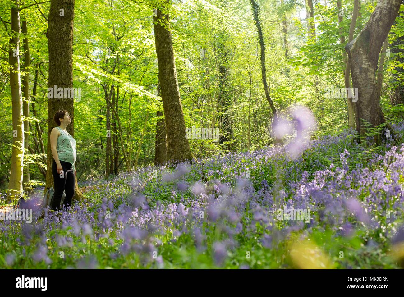 Cardiff, Wales, UK, 7. Mai 2018. Eine Frau genießt die Bluebell Wald auf Feiertag Montag im Fforest Fawr in der Nähe von Cardiff. Credit: Mark Hawkins/Alamy leben Nachrichten Stockfoto