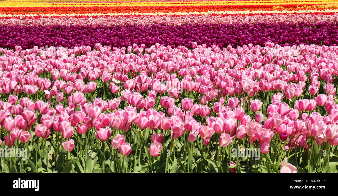 Bereich der Tulpen in Reihen am Skagit Valley Tulip Festival in Mount Vernon, WA, USA Stockfoto