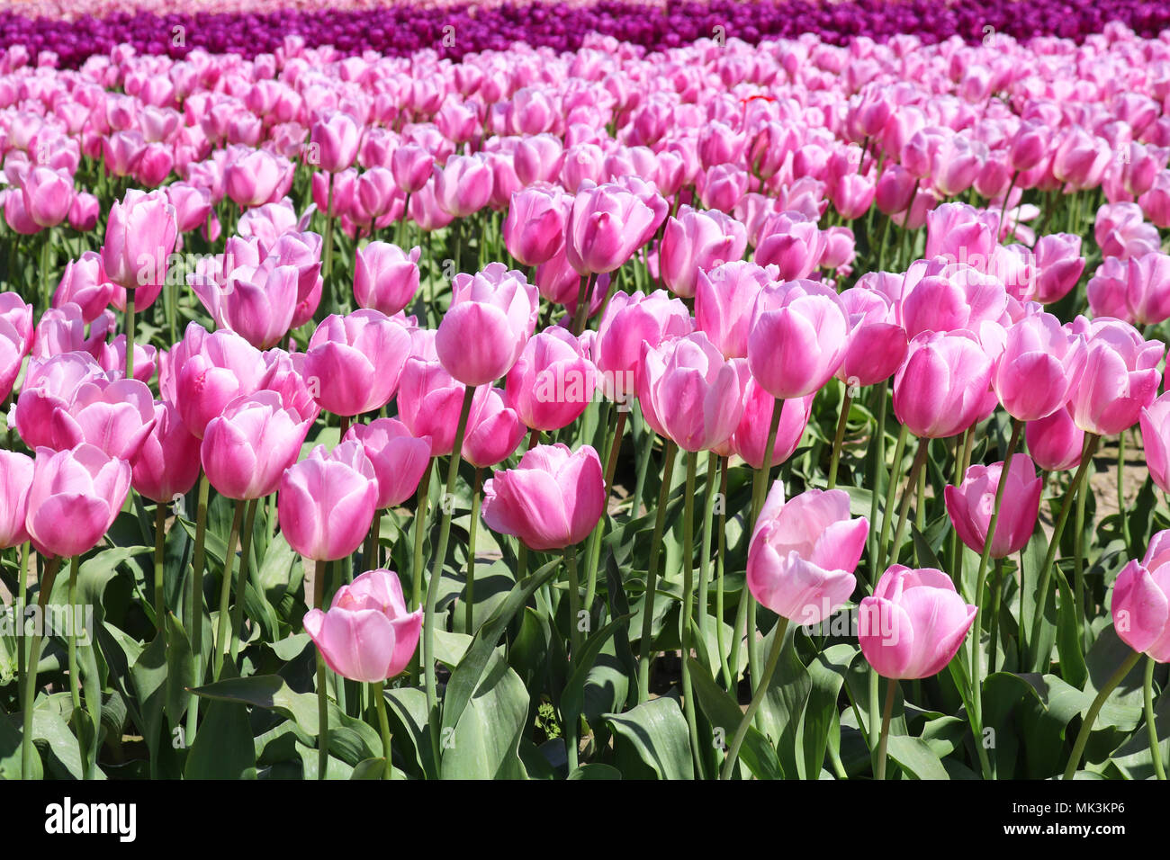 Bereich der Tulpen in Reihen am Skagit Valley Tulip Festival in Mount Vernon, WA, USA Stockfoto