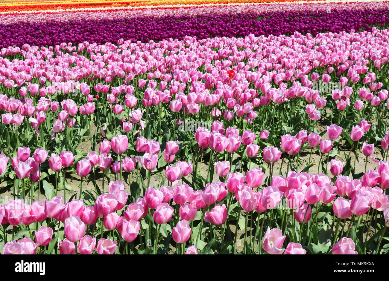 Bereich der Tulpen in Reihen am Skagit Valley Tulip Festival in Mount Vernon, WA, USA Stockfoto