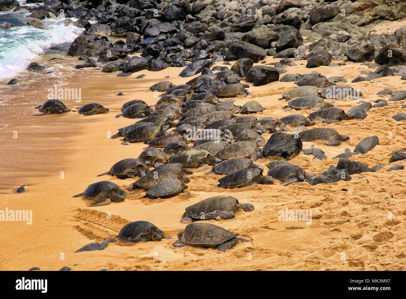 Sehr große Gruppe von grünen Meeresschildkröten auf Hookipa Beach auf Maui. Stockfoto