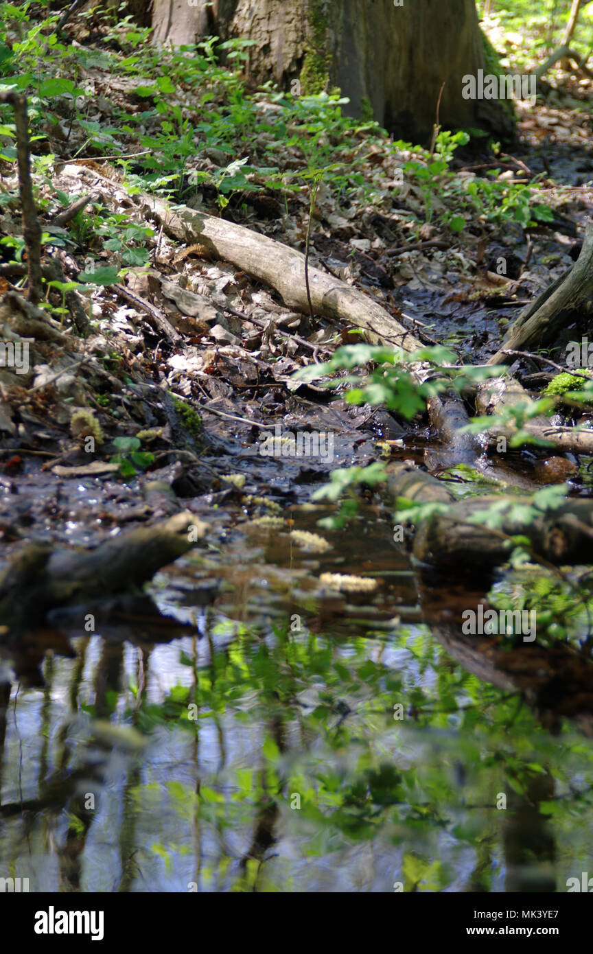 Feuchtgebiete. Sumpfigen Wald, Natur und stream zwischen den Ästen. Natürliche Zerfallsprozess. Stockfoto