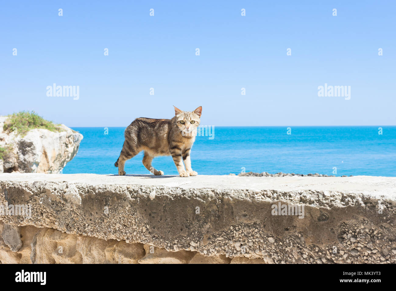Vieste, Apulien, Italien - eine Katze zu Fuß auf der umgebenden Mauer von Vieste Stockfoto