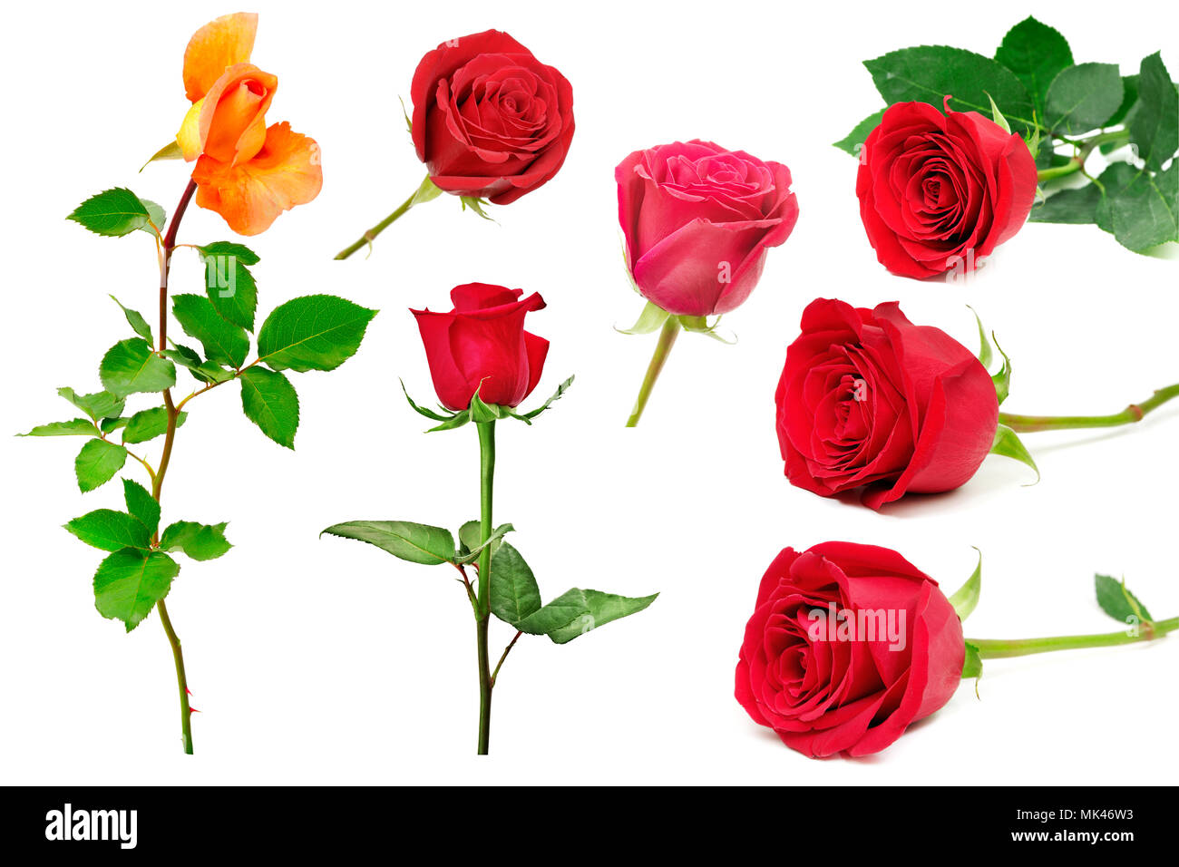 Reihe von schönen Rosen auf weißem Hintergrund. Schönheit in der Natur aus verschiedenen Blickwinkeln. Stockfoto