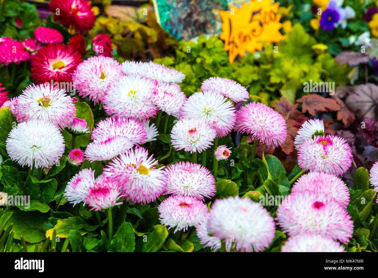 Blumen (Bellis Gänseblümchen, Bellis perennis Habanera) an der Columbia Road Blumenmarkt, London, UK Stockfoto
