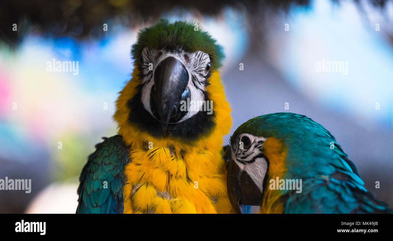 Schöne Papageien Stockfoto