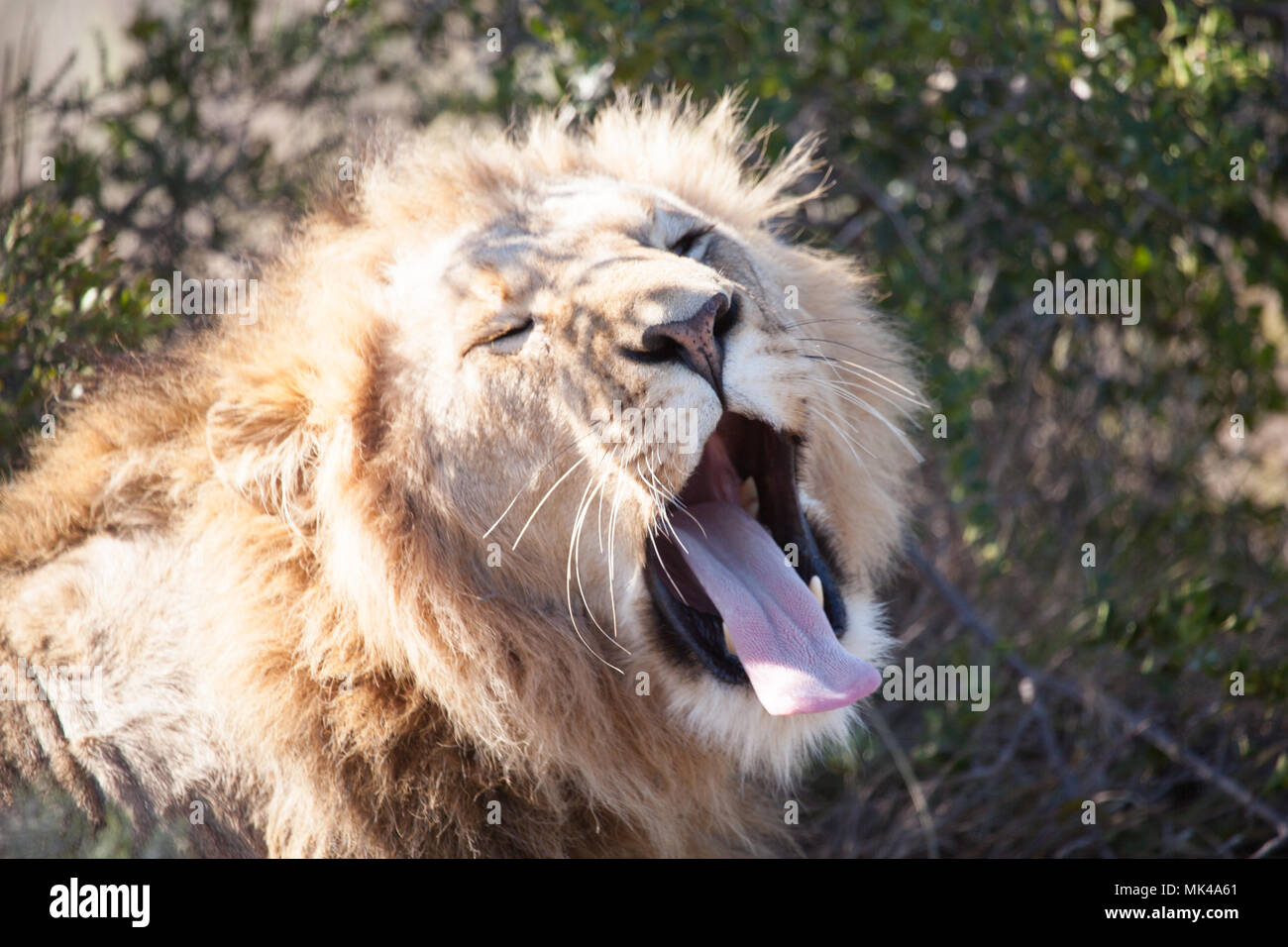 Lions - Der König des Dschungels Stockfoto