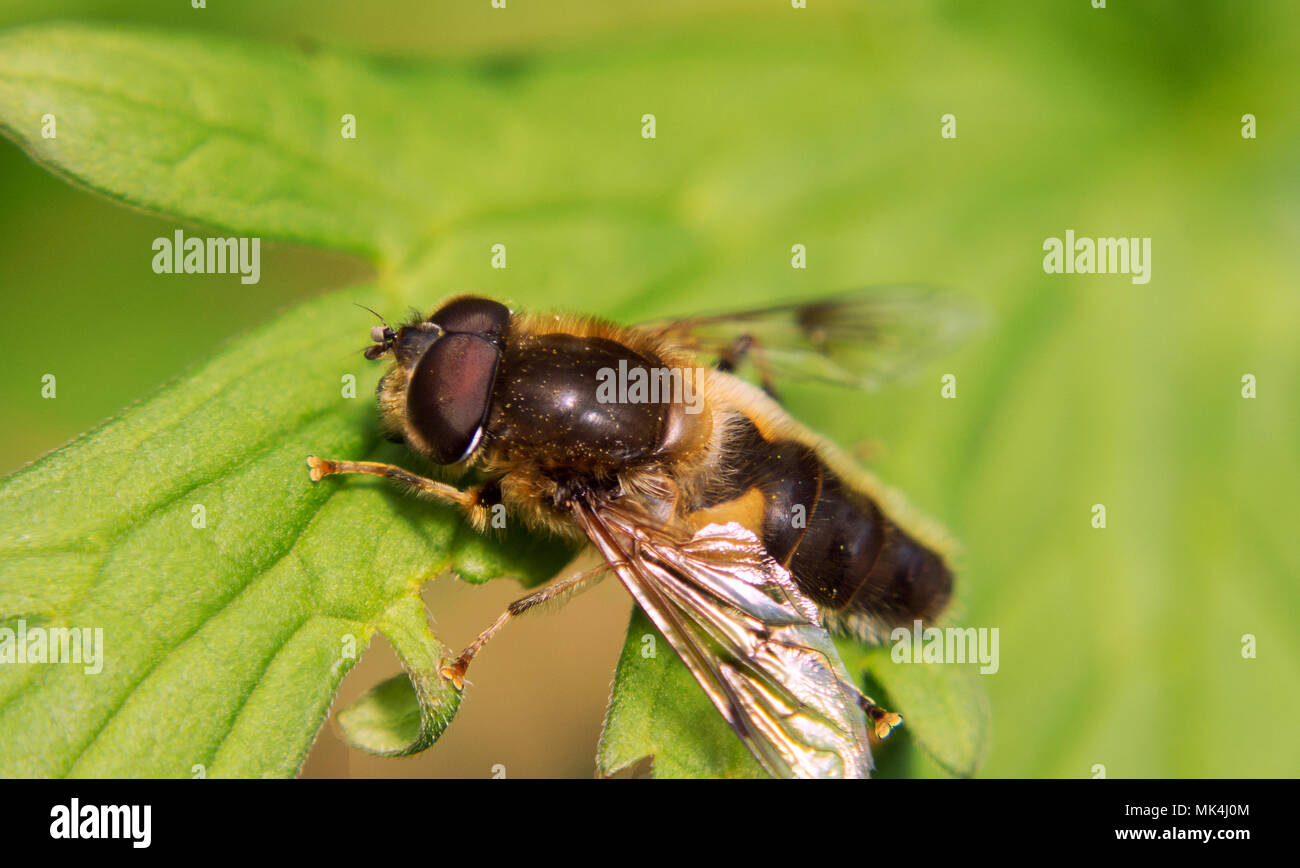 Nahaufnahmen von den erstaunlichen Leben und Schönheit der Insekten, in den Wäldern und Gärten von Bovey Tracey genommen. Devon (UK) Stockfoto