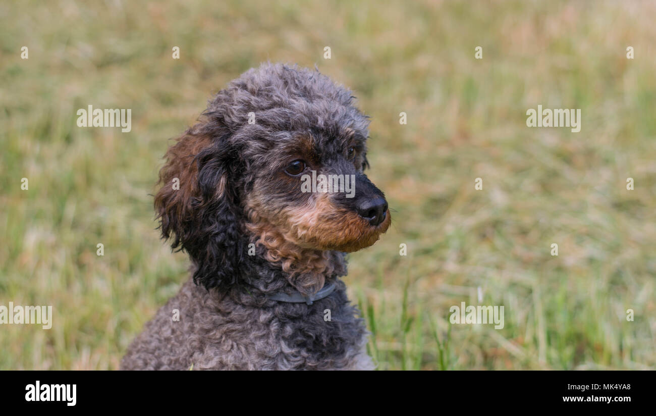 Adorable flauschige Sable Pudel Hund Stockfoto