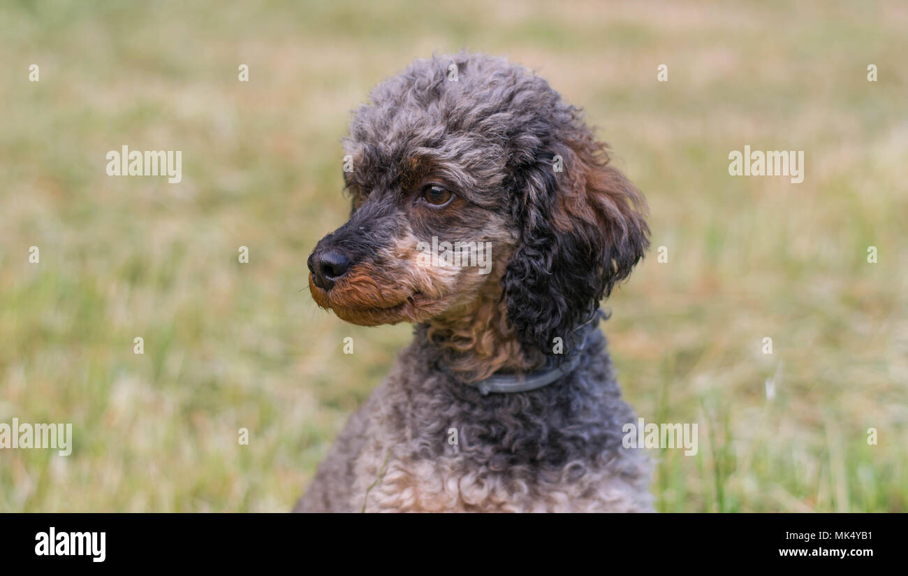Adorable flauschige Sable Pudel Hund Stockfoto