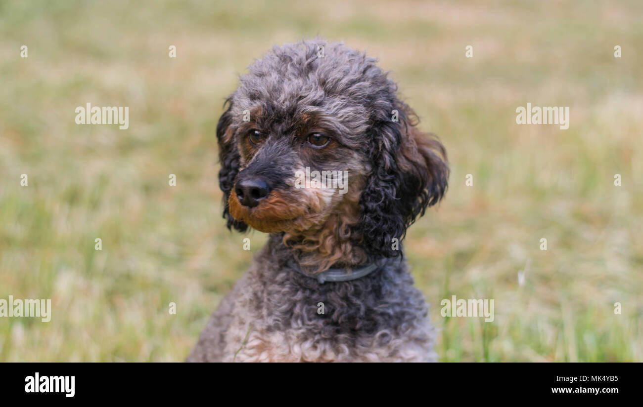 Adorable flauschige Sable Pudel Hund Stockfoto