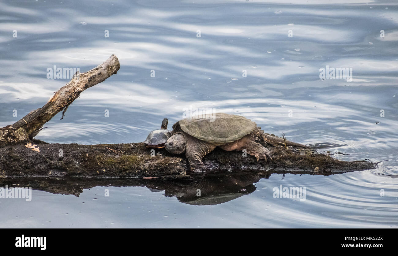 Schildkröten auf dem Baumstamm Stockfoto