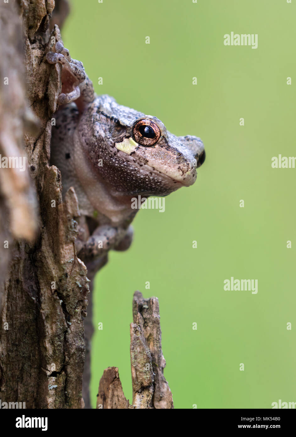 Grau treefrog (Hyla versicolor) Blick von einem Baum, Iowa, USA. Stockfoto