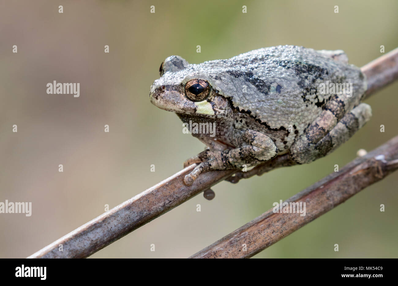 Grauer Baumstamm (Dryophytes [Hyla] versicolor) auf einem Stock, Iowa, USA. Stockfoto