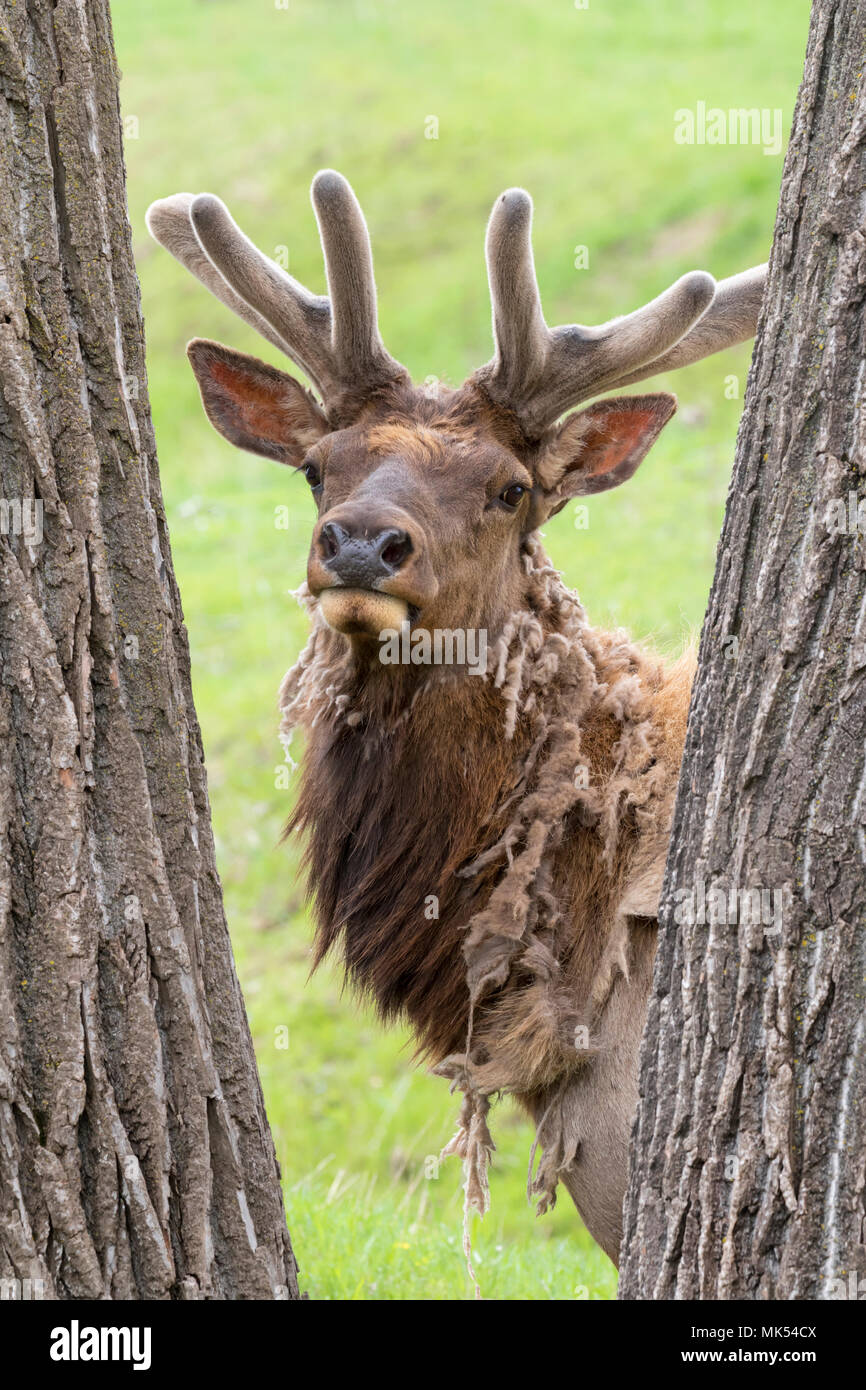 Männliche Elch (Cervus canadensis) Shedding winter Fell, mit wachsenden Geweihe, Neal Smith National Reserve, Iowa, USA. Stockfoto