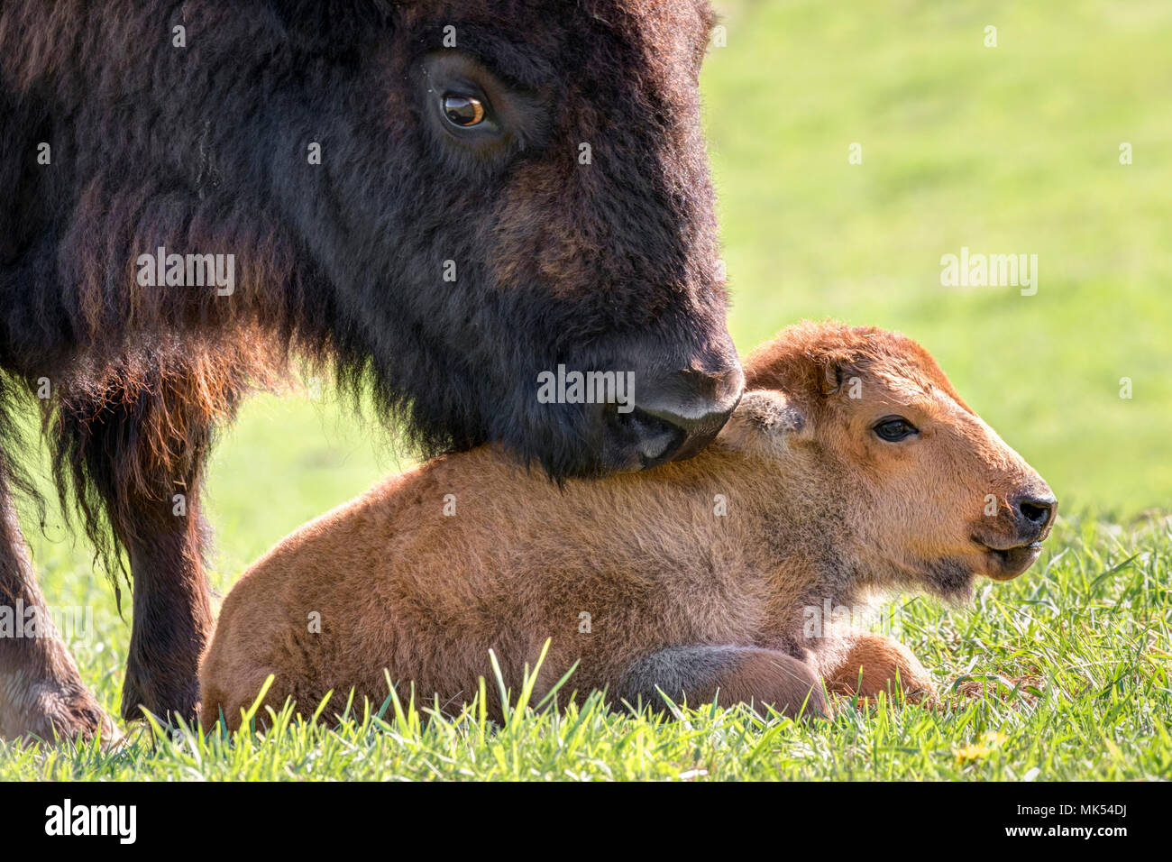 Weibliche amerikanische Bison (Bison bison) Pflege ein Kalb, Neal Smith National Wildlife Reserve, Iowa, USA. Stockfoto