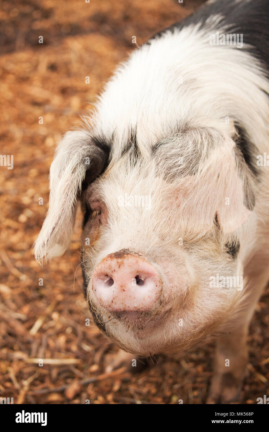 Nelke, Washington, USA. Vorderansicht eines Gloucestershire alte Flecken Schwein. (PR) Stockfoto